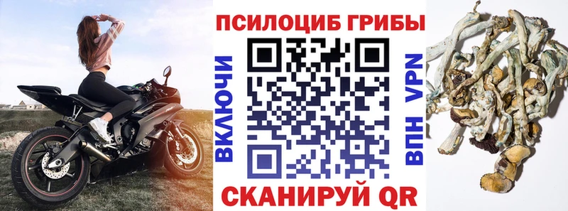 Купить  Теберда  Галлюциногенные грибы Psilocybine cubensis 